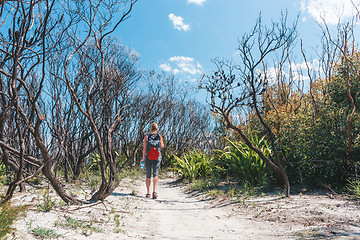 Image showing Bushwalker hiking on a sandy trail with scrub burnt by bushfire