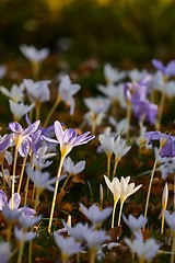 Image showing Flowers in breeze