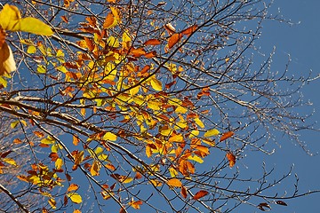 Image showing Autumn forest detail