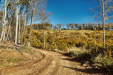 Image showing Autumn forest path