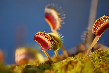 Image showing Venus flytrap carnivorous plant