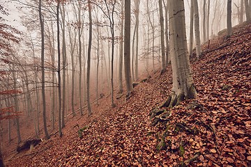 Image showing Autumn Forest Fog