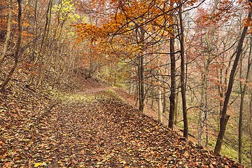 Image showing Autumn forest path