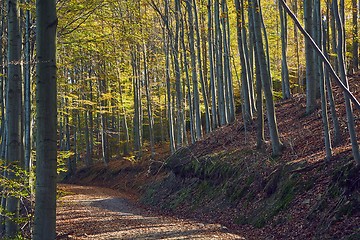 Image showing Autumn forest path