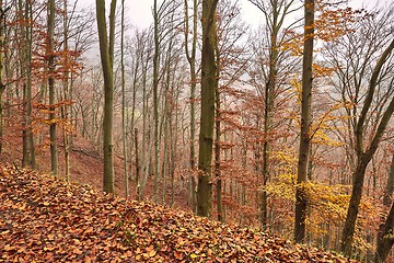 Image showing Autumn forest colors