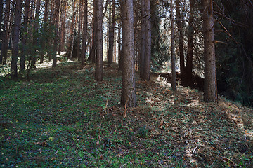 Image showing Pines forest in California, USA