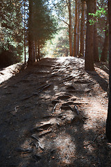 Image showing Mountain forest with pine trees