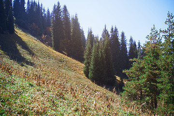 Image showing Pine woods in mountain forest