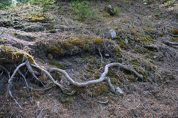 Image showing Roots of the old tree in deep forest