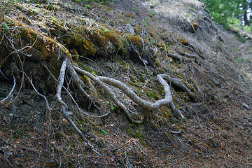 Image showing Roots of the old tree in deep forest