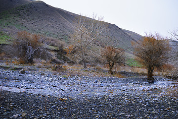 Image showing Dried trees at rocky place