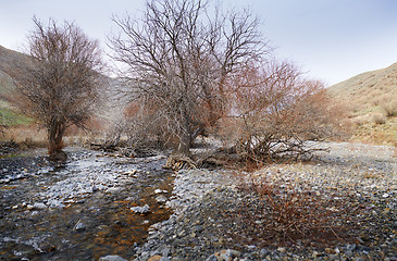 Image showing Dried trees at rocky place