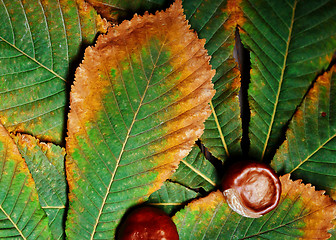 Image showing Chestnuts on the leaf. Close-up