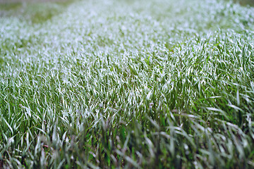 Image showing Pattern of the field grass 