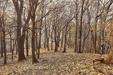 Image showing Autumn mountain trail, fallen leaves