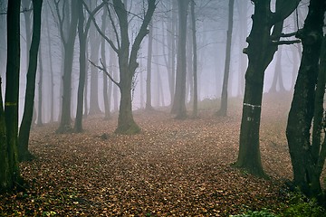 Image showing Autumn forest mist