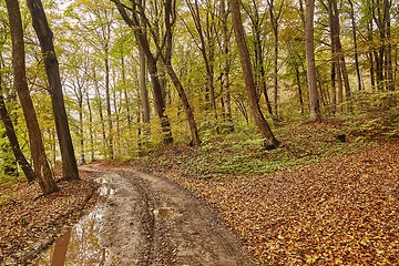 Image showing Autumn forest path between trees