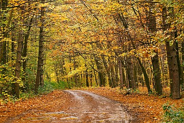 Image showing Autumn forest path between trees