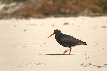 Image showing Variable oystercatcher on the shore