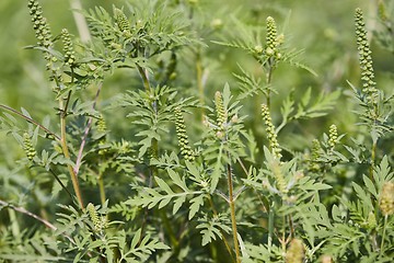 Image showing Ragweed closeup, common allergy plant