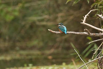 Image showing Common Kingfisher in wetland forest