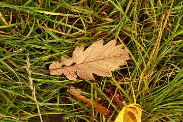 Image showing Autumn leaf on ground with raindrops