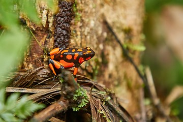 Image showing Harlequin Poison Dart Frog