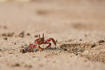Image showing Ghost crab in the sand