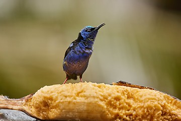 Image showing Small tropical bird in a rainforest, red-legged honeycreeper