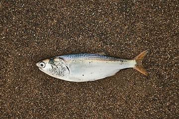 Image showing Dead fish on shore