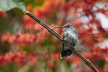 Image showing Colibri feeding from flower in a rainforest