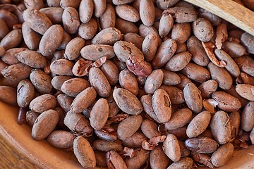 Image showing Cocoa beans picked by hand