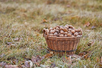 Image showing Walnuts in a basket