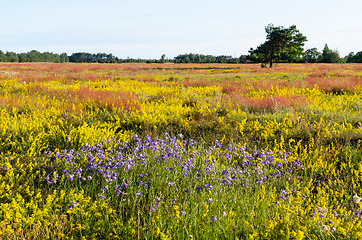 Image showing Beautiful colors by summertime in a swedish nature reserve