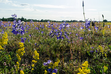 Image showing Beautiful Bluebell flowers close up in a summer field