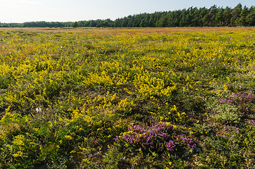 Image showing Blossom field in yellow and purple colors