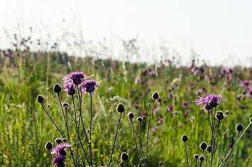 Image showing Beautiful blosson purple Scabiosa flowers among green grass