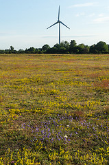 Image showing Blossom yellow field with a windmill in the background