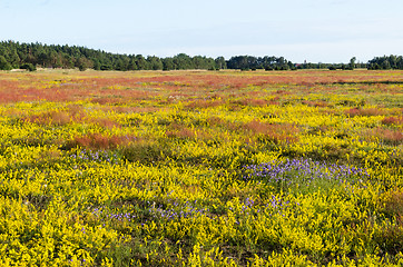 Image showing Beautiful yellow, blue and red colors in a blossom field by summ