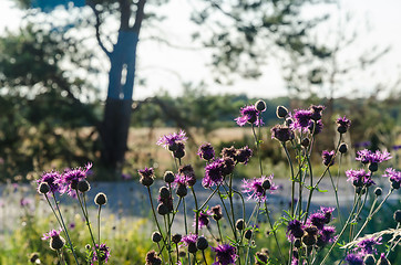 Image showing Beautiful sunlit purple Scabiosa flowers by roadside