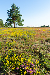 Image showing Summer colors in a yellow and purple field at the island Oland i