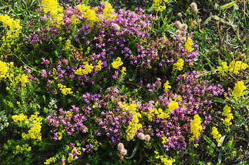 Image showing Yellow and purple flowers close up