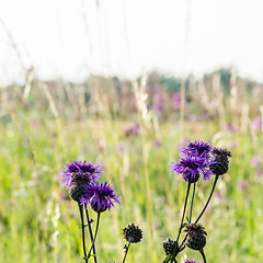 Image showing Blossom Scabiosa flowers in a bright sunlit field