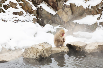 Image showing japanese macaque or snow monkey in hot spring