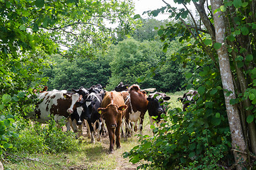 Image showing Cattle herd on a crowded cattle trail in a lush greenery