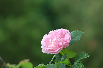 Image showing Single pink rose close up