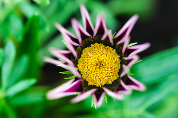 Image showing Beautiful flower head close up