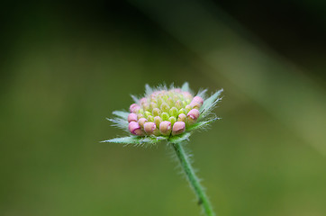 Image showing Summer flower bud close up by a green background