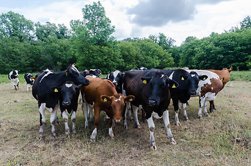Image showing Curious cattle herd in a forest glade