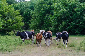 Image showing Cattle herd are running in a forest glade